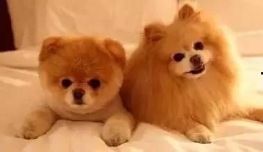 狗狗最新爆料文案,宠物界的最新爆料大公开!